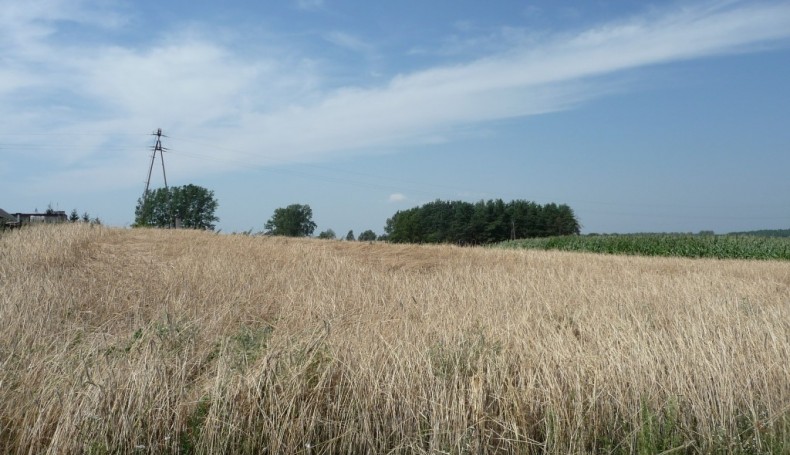 Żniwa na "Europejski Chleb Pokoju" w Suchowoli, 2014.07.30, foto E.Buczyńska